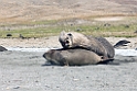Elephant seal.20081113_3940